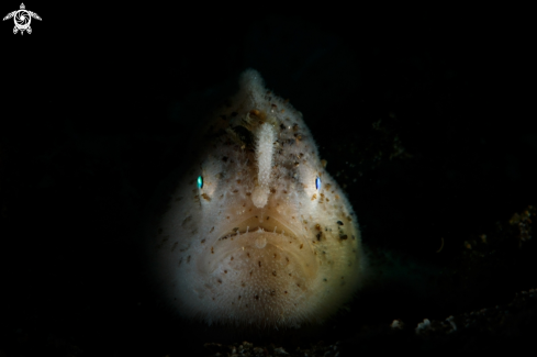 A Hairy frogfish