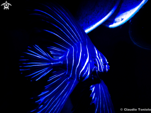 A Juvenile Zebra Batfish