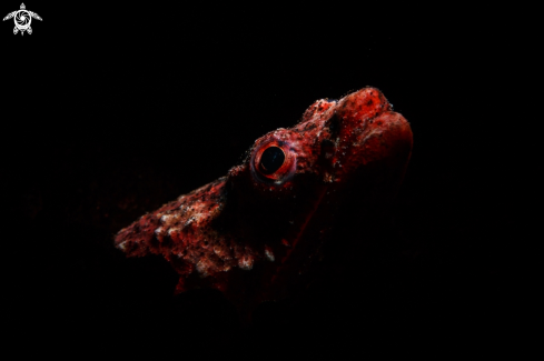 A Brachysomophis henshawi  | Reptilian snake eel