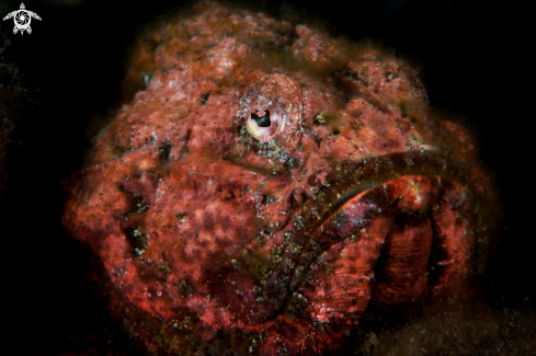 A Scorpaenopsis macrochir | Flasher scorpionfish