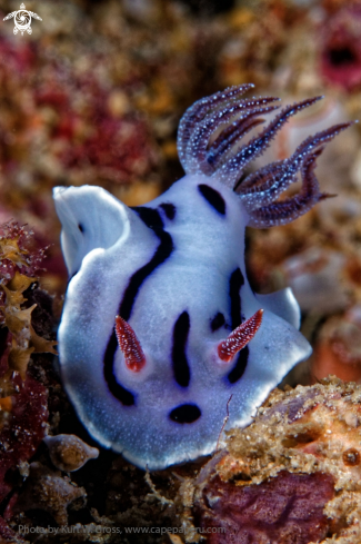 A Nudibranche