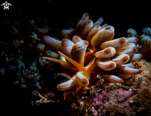 A Phyllodesmium kabiranum | Nudibranch