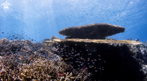 A Acropora