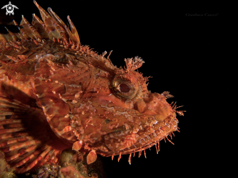 A Red Scorpionfish,Scorfano rosso