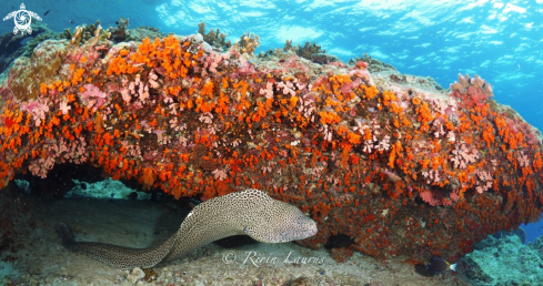 A GIANT MORAY EEL