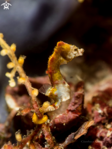 A Hippocampus pontohi | Pygmy sea horse