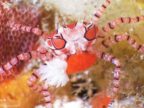 A Lybia | Boxer Crab