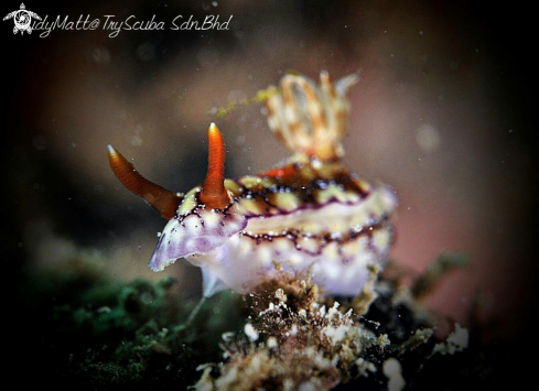 A Hypselodoris Krakatoa  | Nudibranch