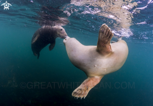 A Halichoerus grypus | Grey Seal