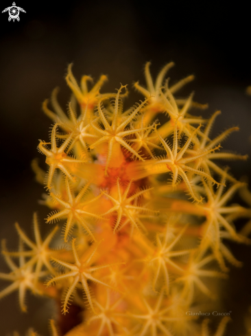 A Octocorallia sp. |  Polyps