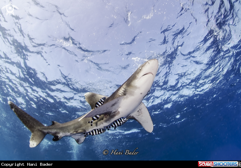 A Oceanic whitetip shark