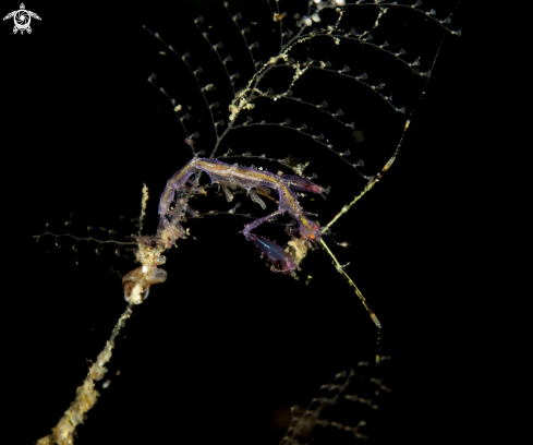 A Skeleton shrimp