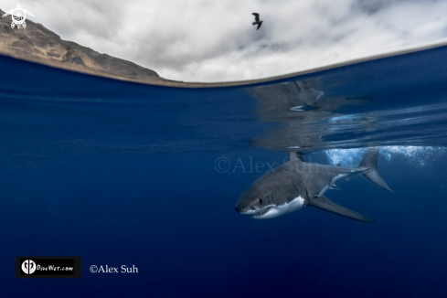 A Carcharodon carcharias | Great White Shark