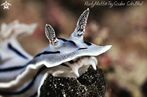 A Chromodoris willani | Nudibranch