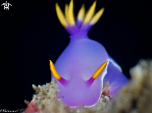 A Hypselodoris bullocki | Hypselodoris bullocki