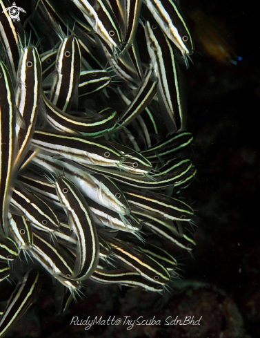 A Plotosus lineatus | Catfish