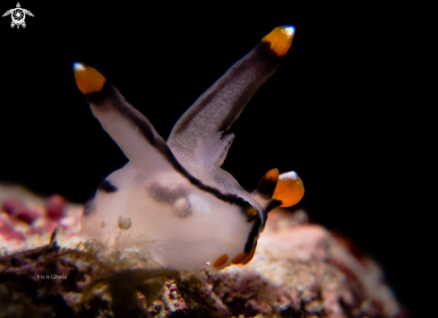 A Thecacera picta | Nudibranch