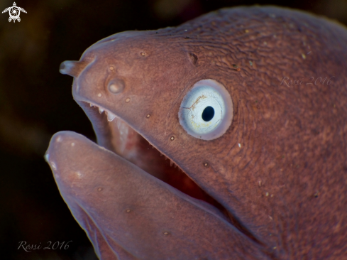 A Moray Eel