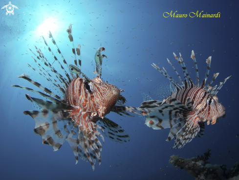 A Lionfish