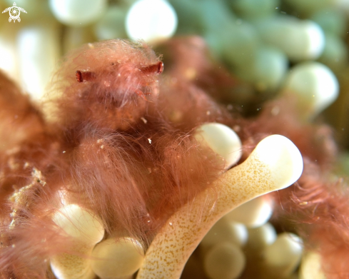 A Orangutan crab