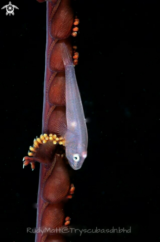 A Whip Goby