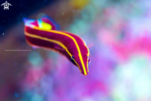 A  Long-snout Clingfish