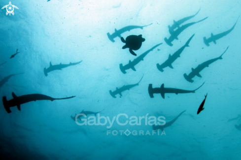 A Hammerhead Shark and green Turtle