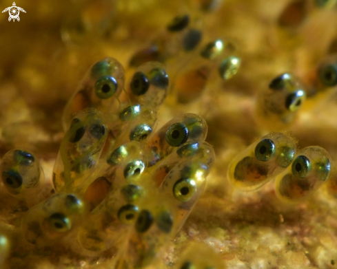 A Clownfish eggs