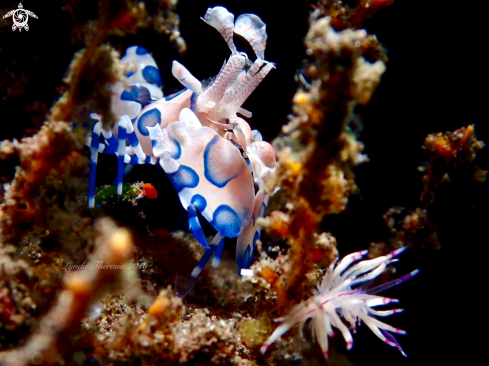 A Hymenocera picta and Unidentia angelvaldesi | Harlequin Shrimp and Flabellina