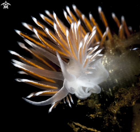 A Flabellina lineata