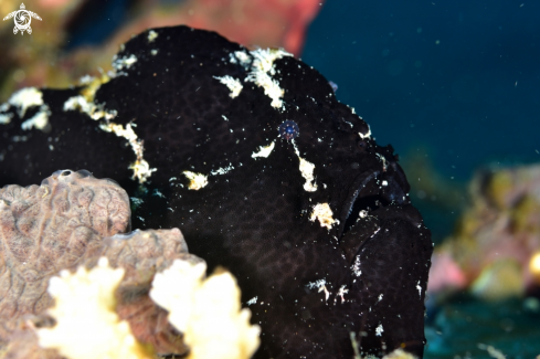 A Painted frogfish