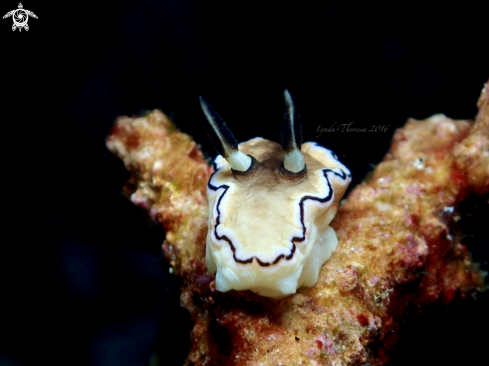 A Doriprismatica atromarginata | Cheesecake Nudi