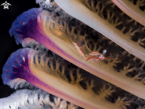 A Periclimenes psamathe | Commensal shrimp,Gamberetto commensale