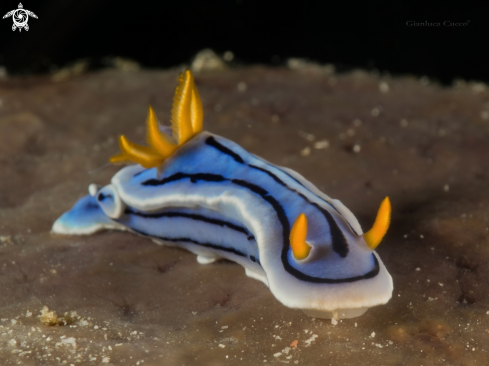 A Chromodoris lochi | Chromodoris Nudibranch