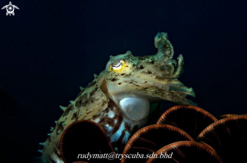 A Sepia latimanus | Cuttle fish