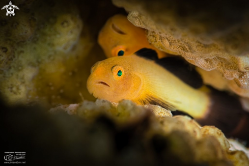 A Panda Goby