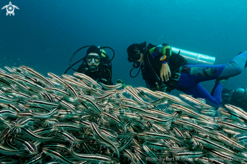 A Divers with Catfish