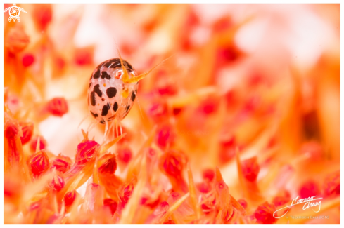 A lady bug