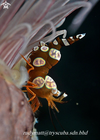 A Thor amboinensis | Shrimp