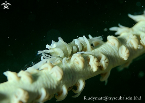 A Dasycaris zanzibarica  | whip shrimp