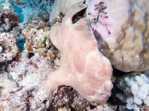 A Giant Anglerfish