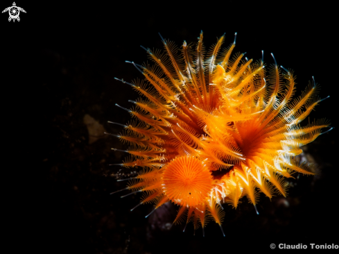 A Serpula Vermicularis | Serpula Vermicularis