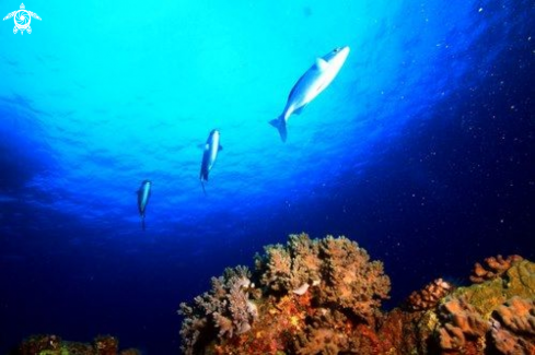 A Yellow fin Tuna ,juvenile.