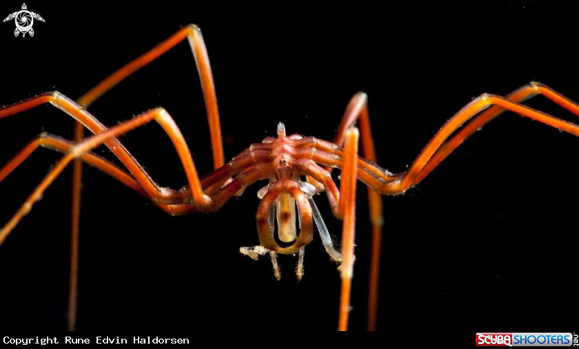 A Sea Spider
