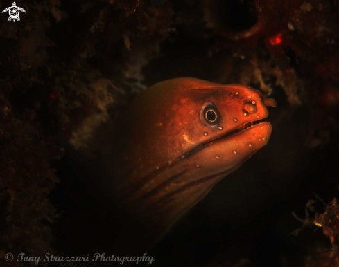 A Green Moray