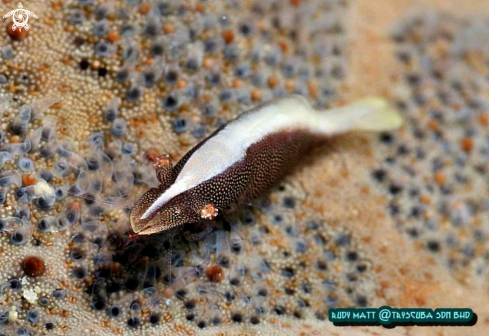 A Starfish shrimp