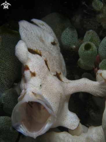 A frogfish