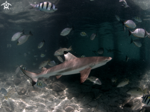 A Black Tip 