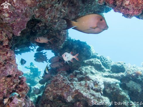 A Surgeonfish