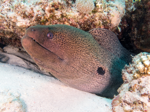 A Giant Moray